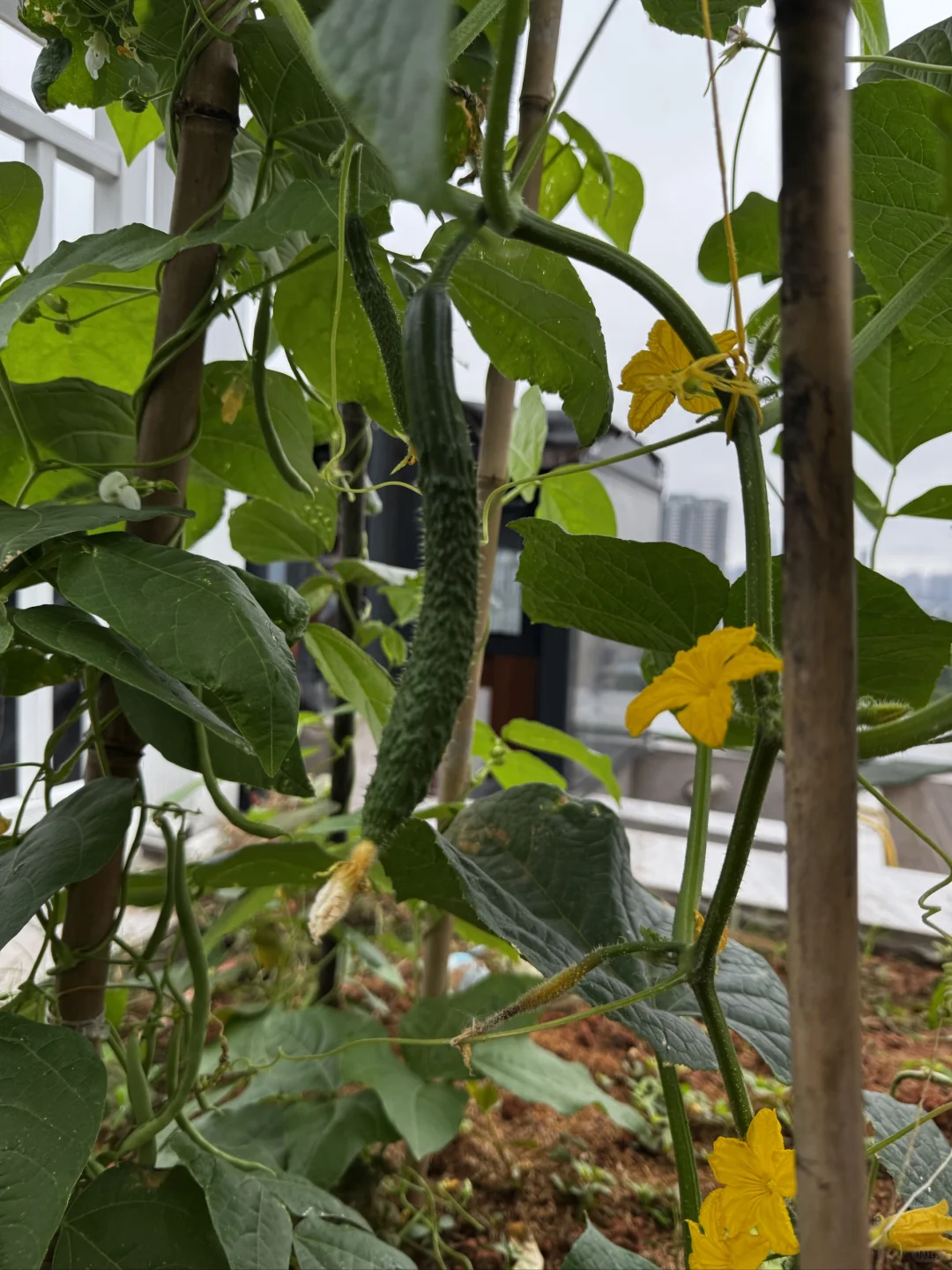 我的菜园丰盛了