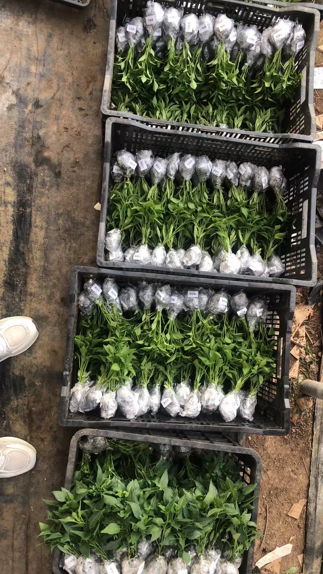 40+品种蔬果苗集合！一键开启都市田园梦