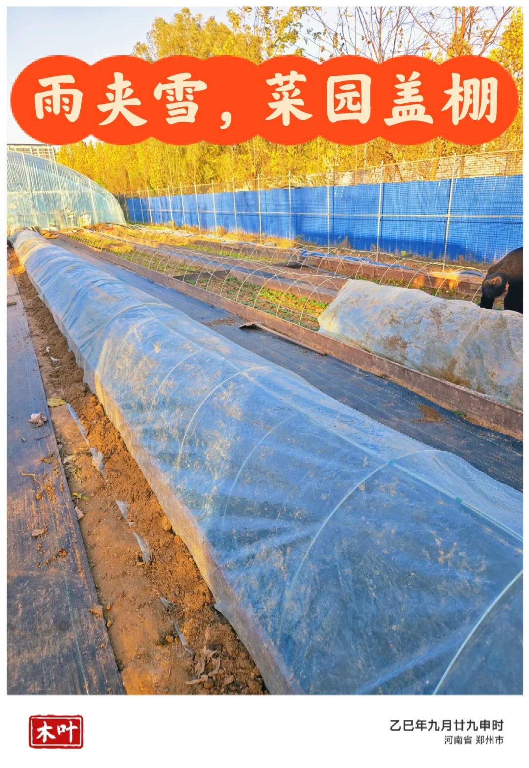秋天的田园，雨夹雪降温了，小棚膜扎起来了