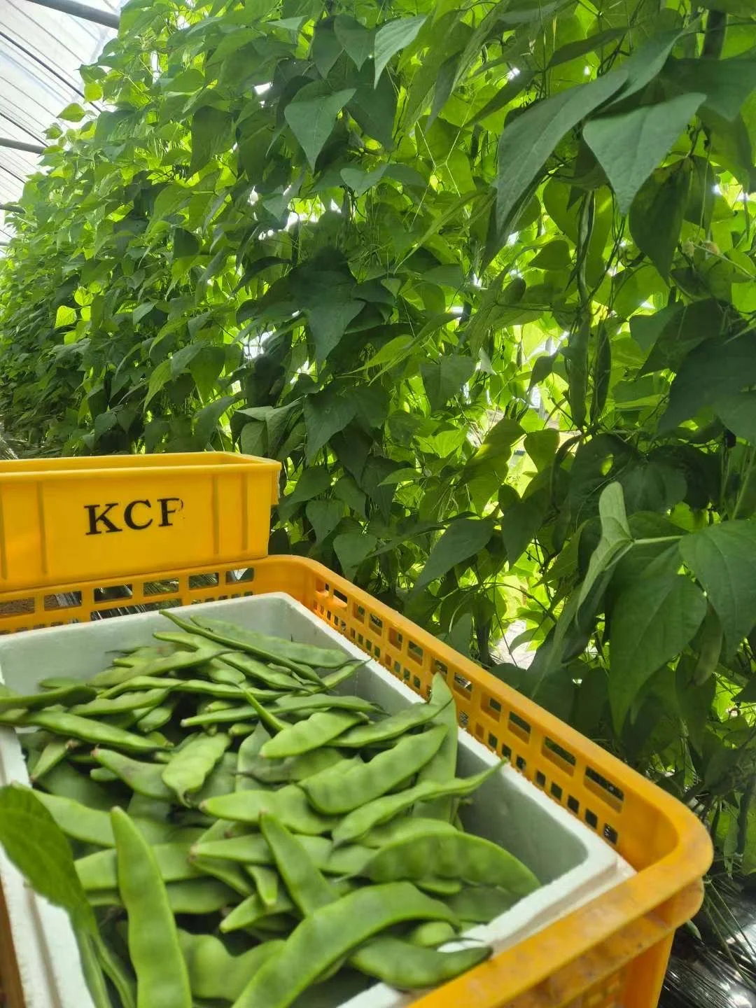 在韩种植的豆角，自己的大棚，保质保量