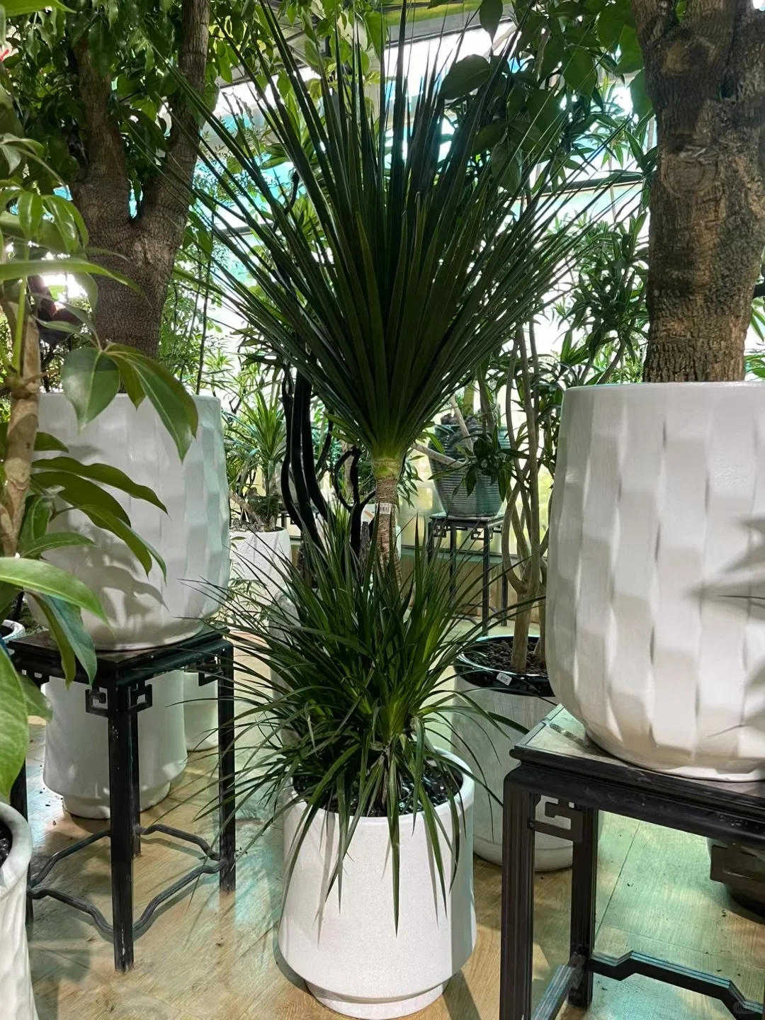 深圳绿植租买，批发，同城免费送货上门