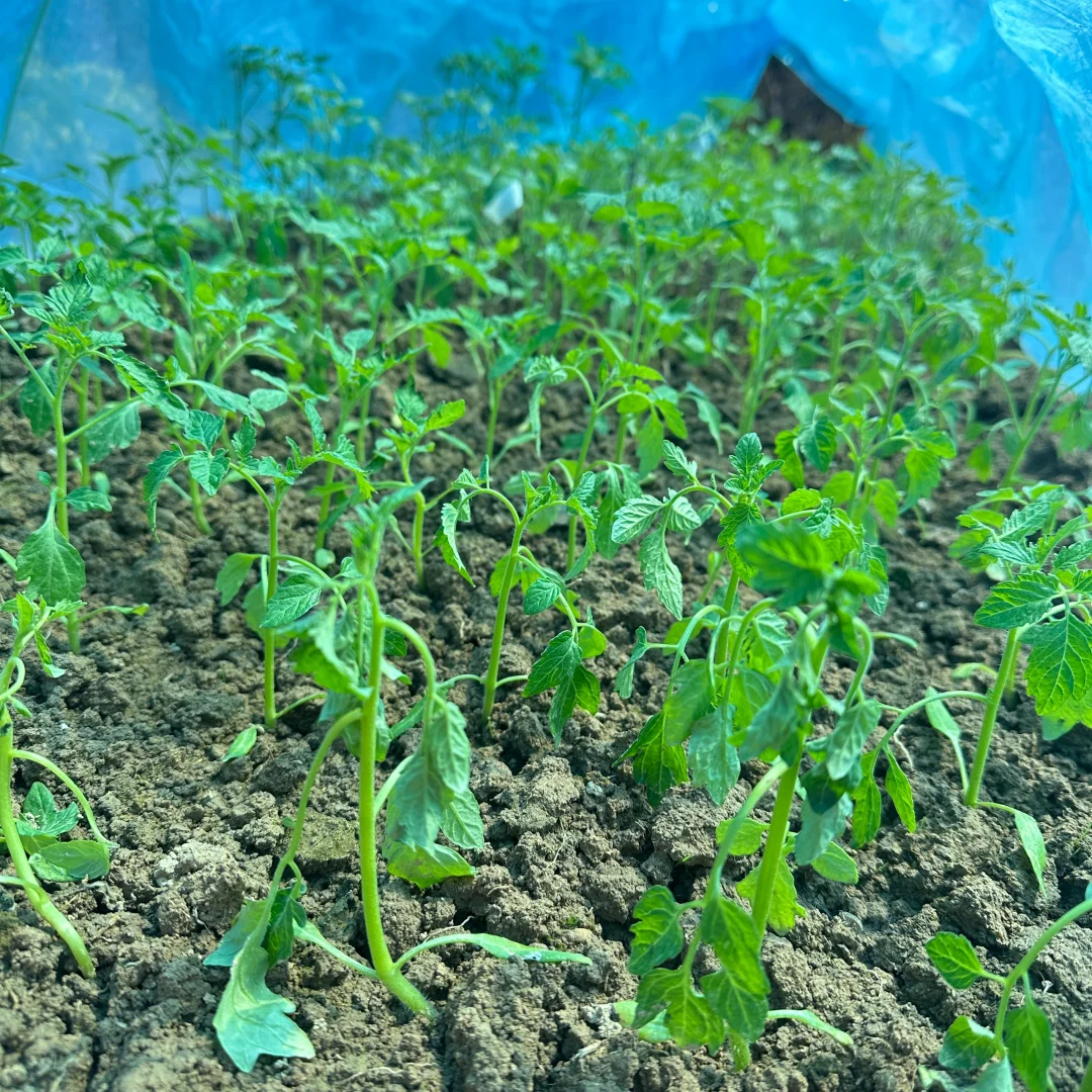 春播正在抓紧进行中?