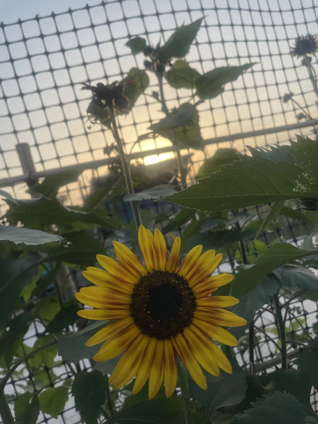 春种的蔬菜开始结果了