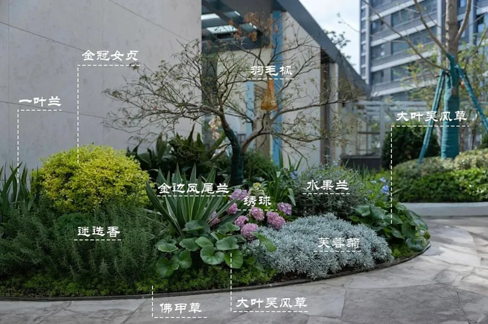 植物组团搭配