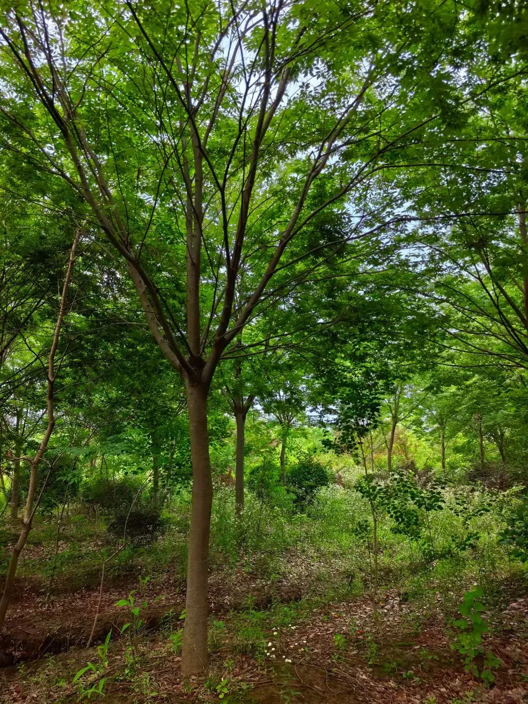 大量苗圃出售