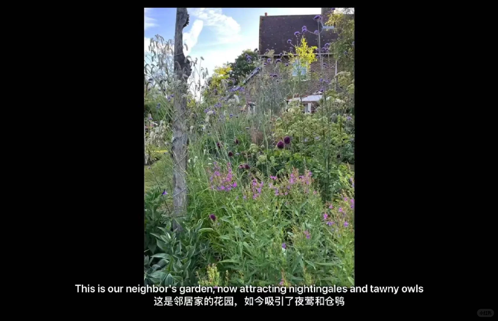 Rewilding(重新野化土壤)—审美观念的转变