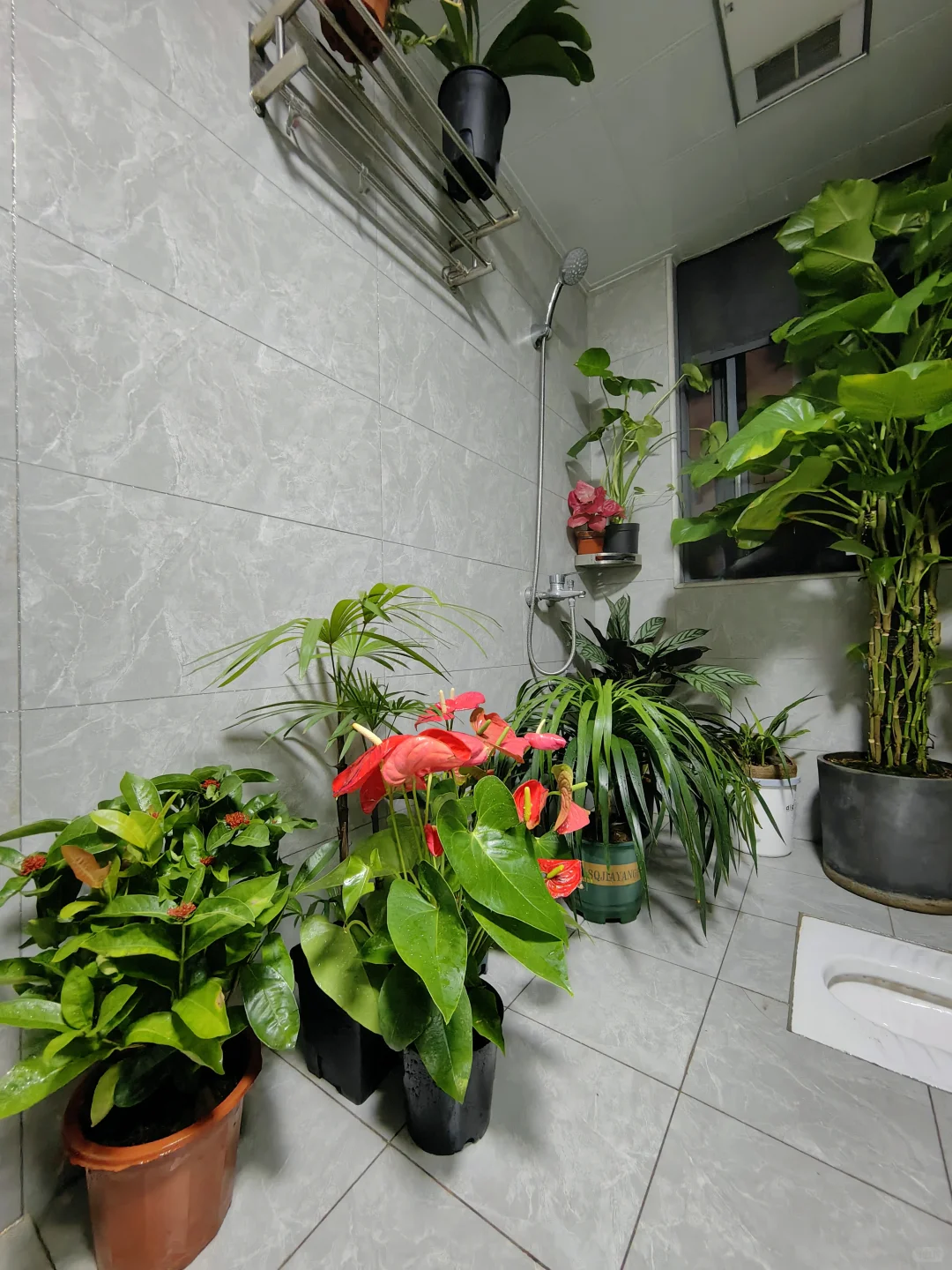 五十三块钱淘来的一堆绿植，也没有谁了吧！