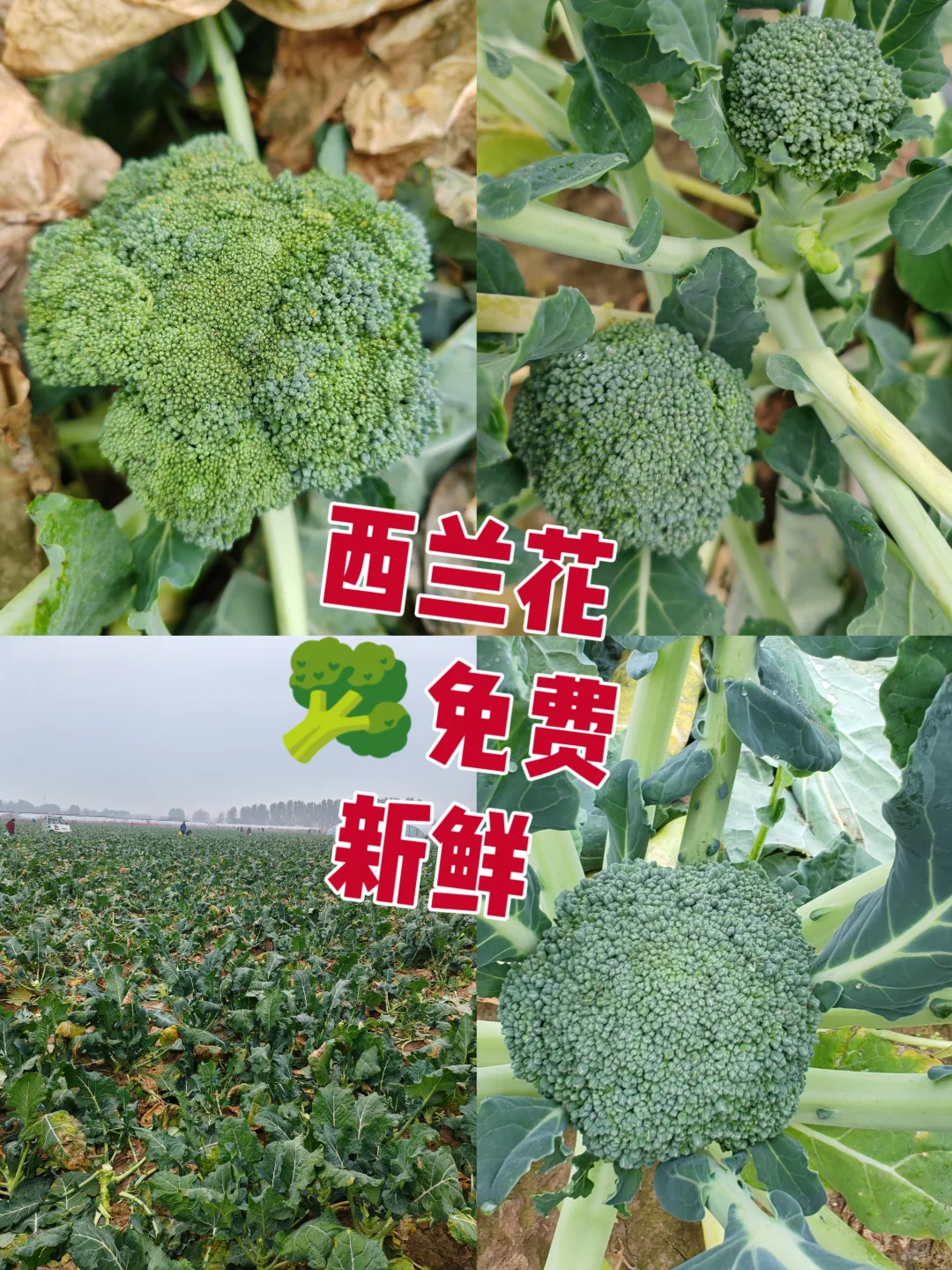 打野之新鲜免费的西兰花?