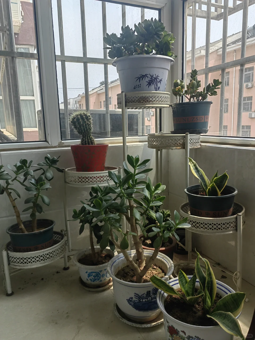 钟爱阳台的花花草草！