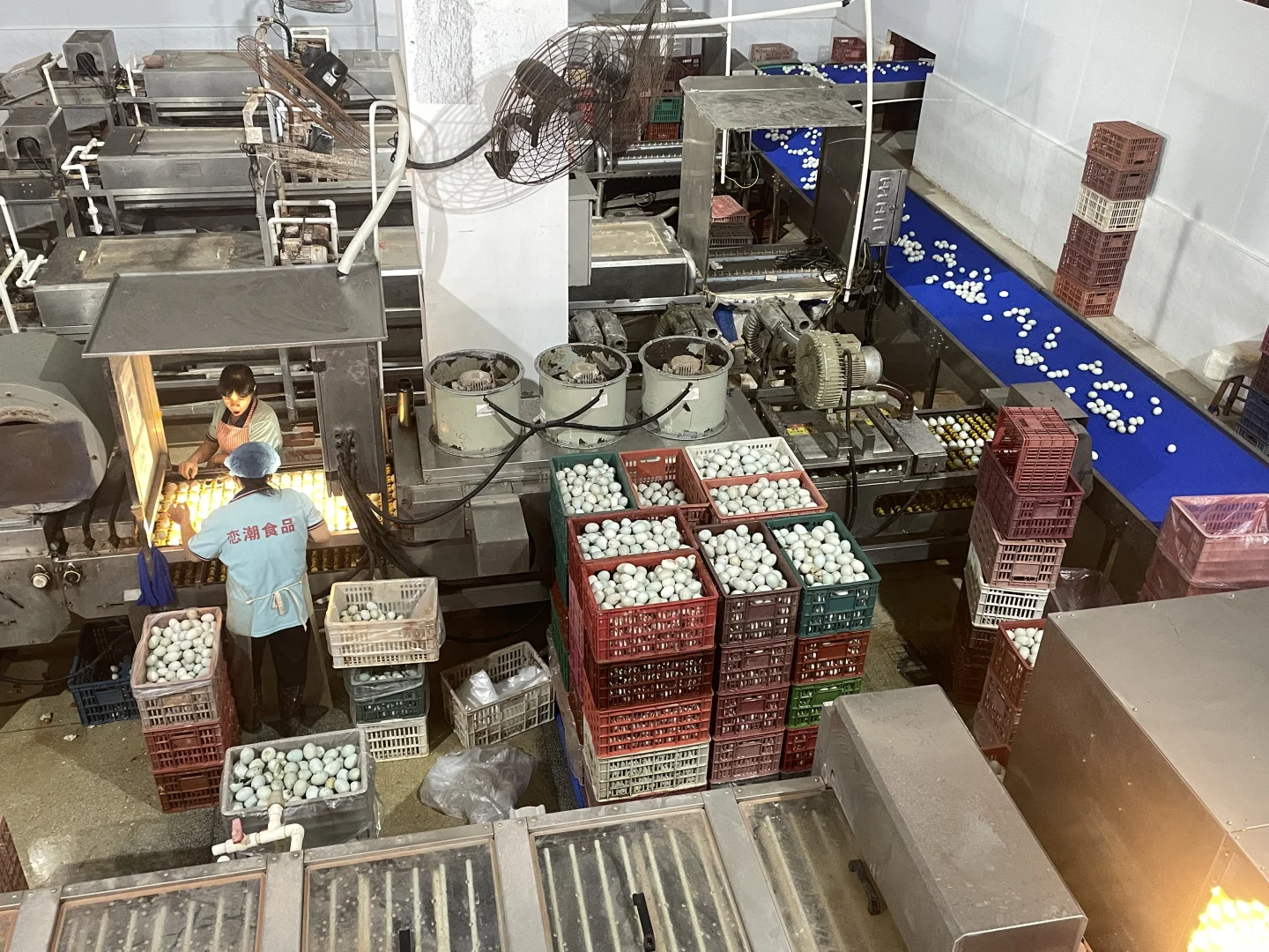 第一次参观海鸭蛋生产线