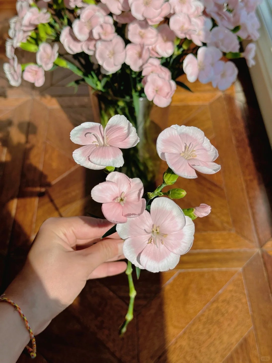 漂亮好养花期长，都找不到不喜欢的理由