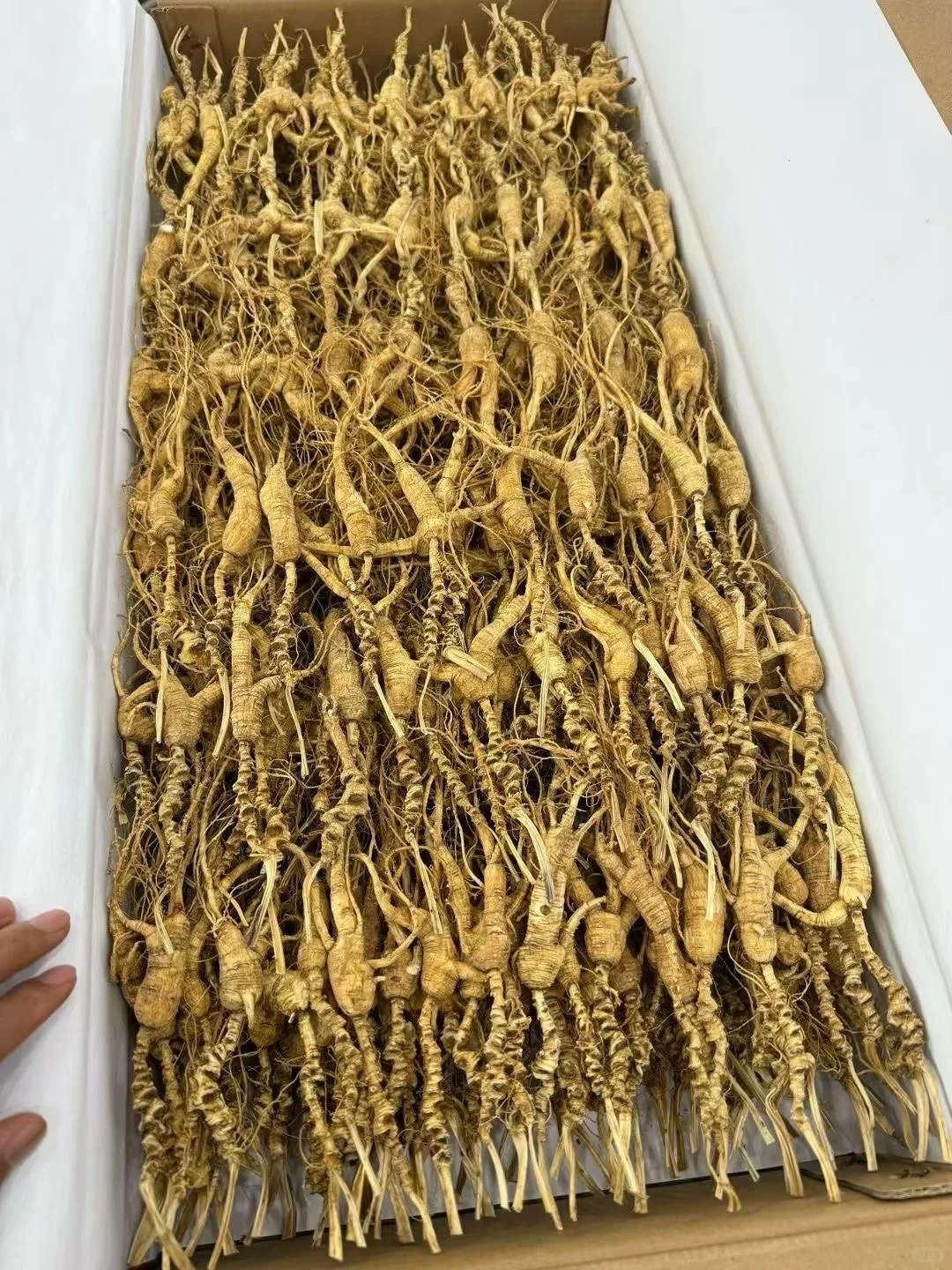 老林下参