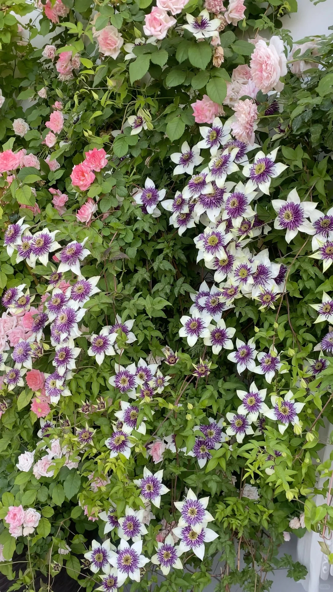 分享一下自己的月季养护经验