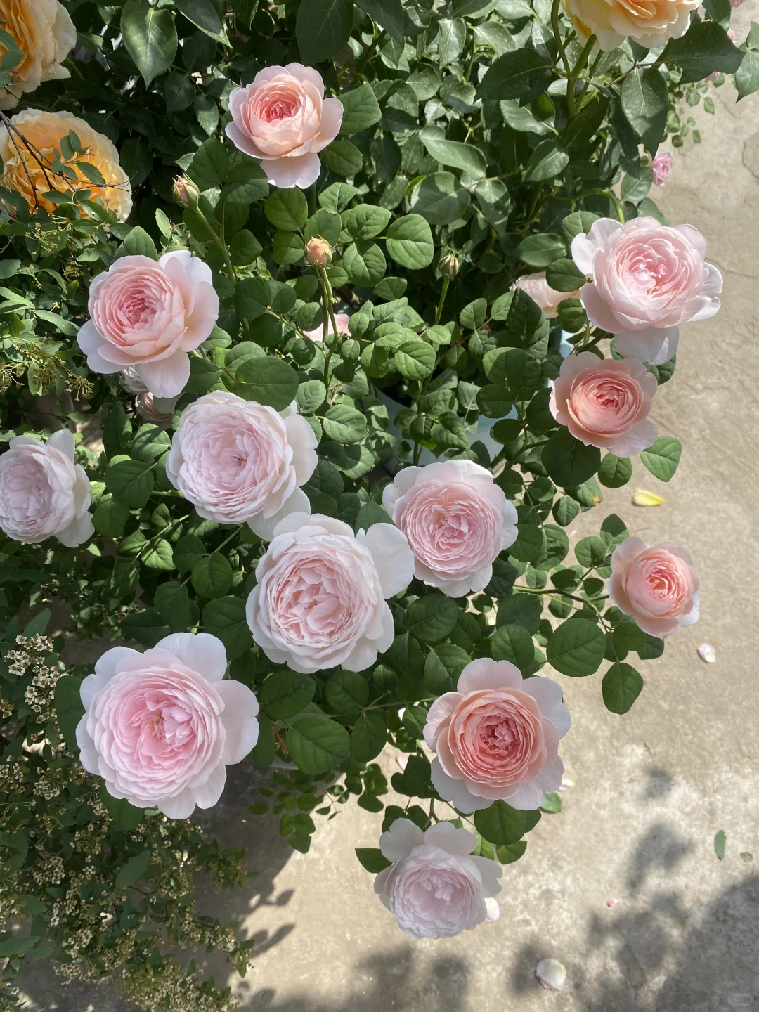 分享一下自己的月季养护经验