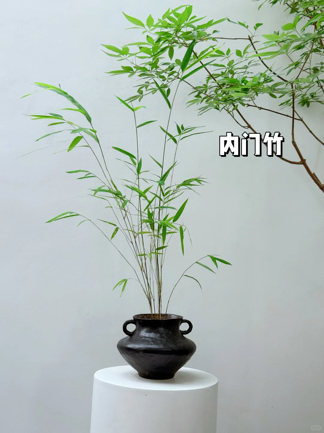 2025年最受小仙女喜爱的10款盆栽它来了❗️?