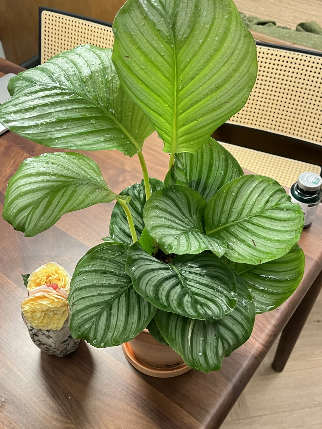 期待青苹果竹芋不断长大?