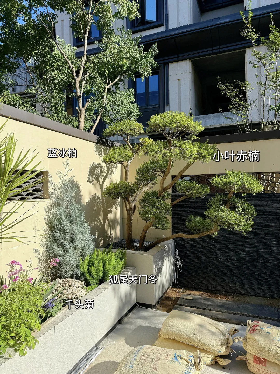 好多姐妹问的绿植详细版来啦?