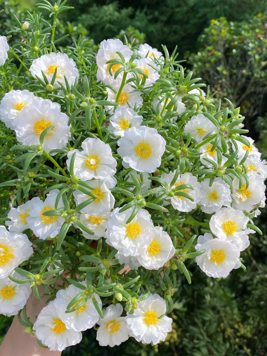 种籽播太阳花一定要选择的颜色的话我会选它