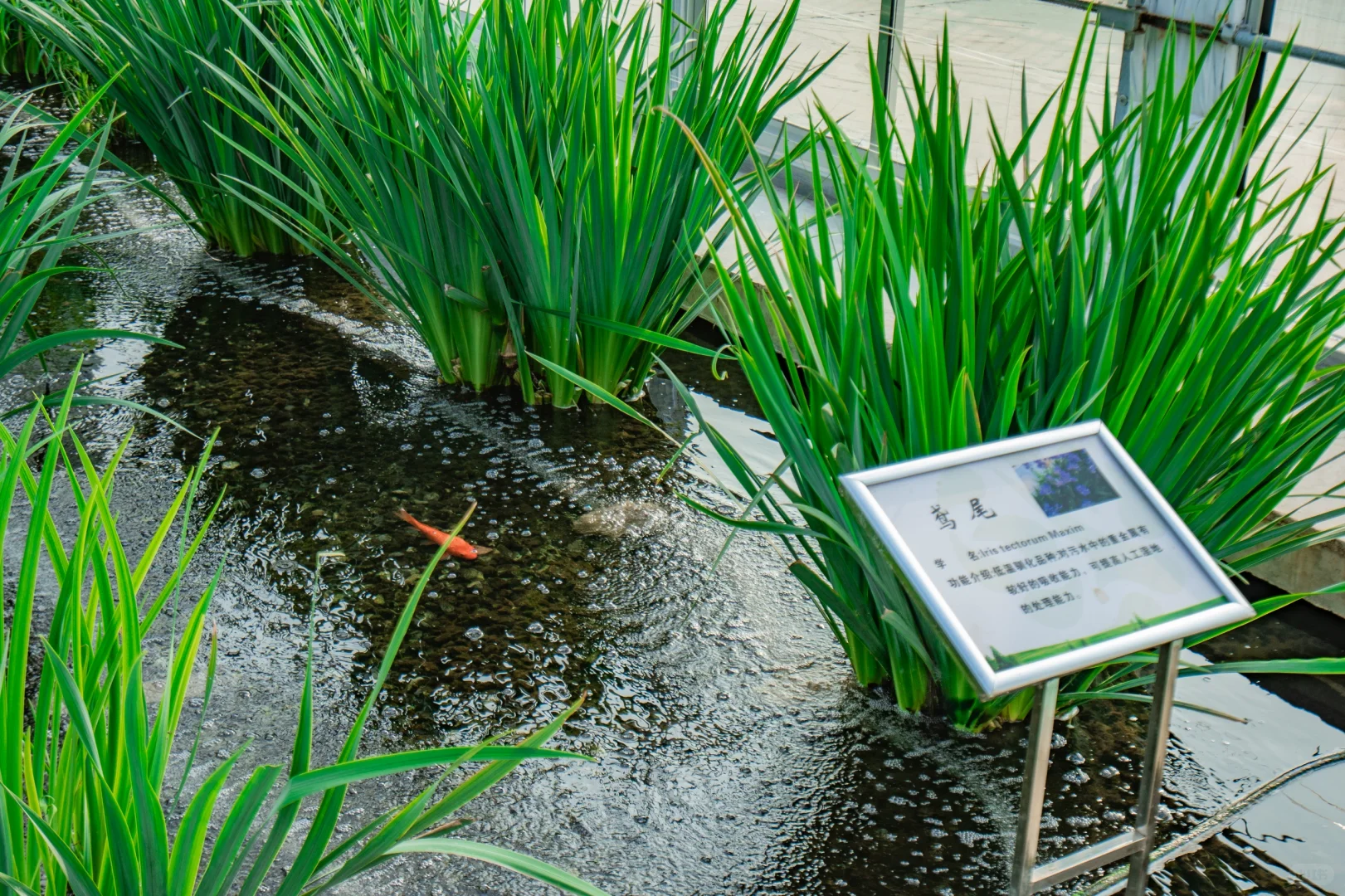 农村生活污水治理资源化利用“最好的方式”