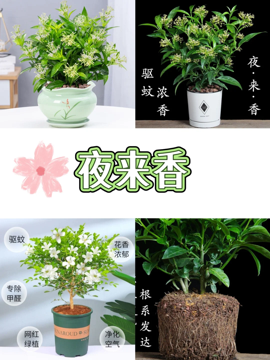 打工人桌面指南‼️自带香气的9⃣️款盆栽