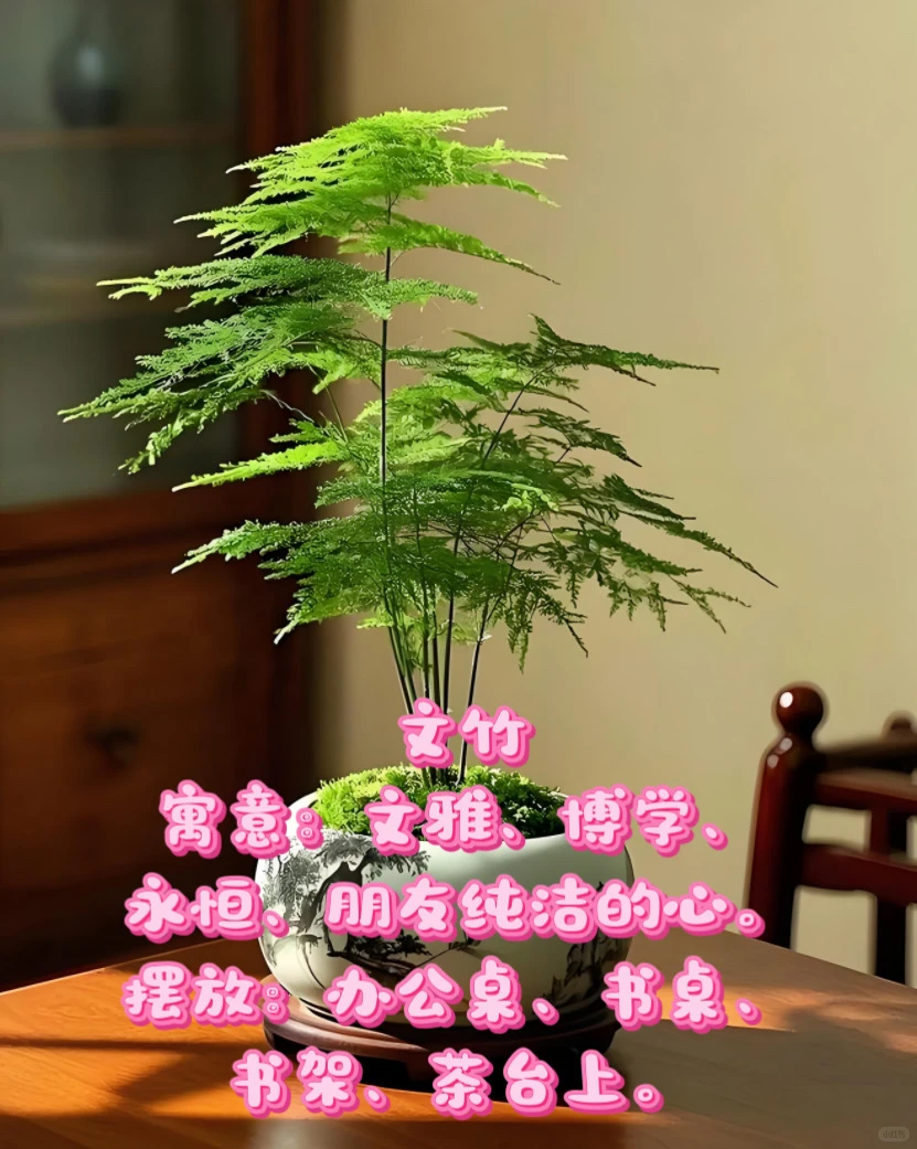 中山｜绿植租赁｜老板办公室植物推荐✨