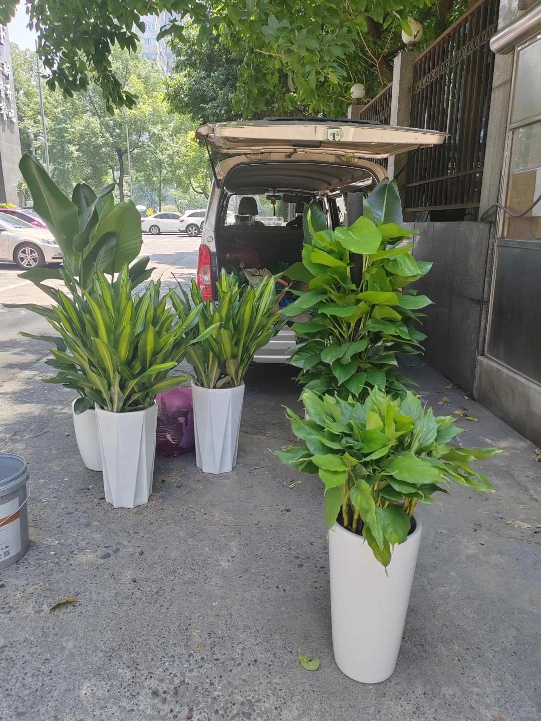 惊呆了！这一堆植物，一天才几块钱