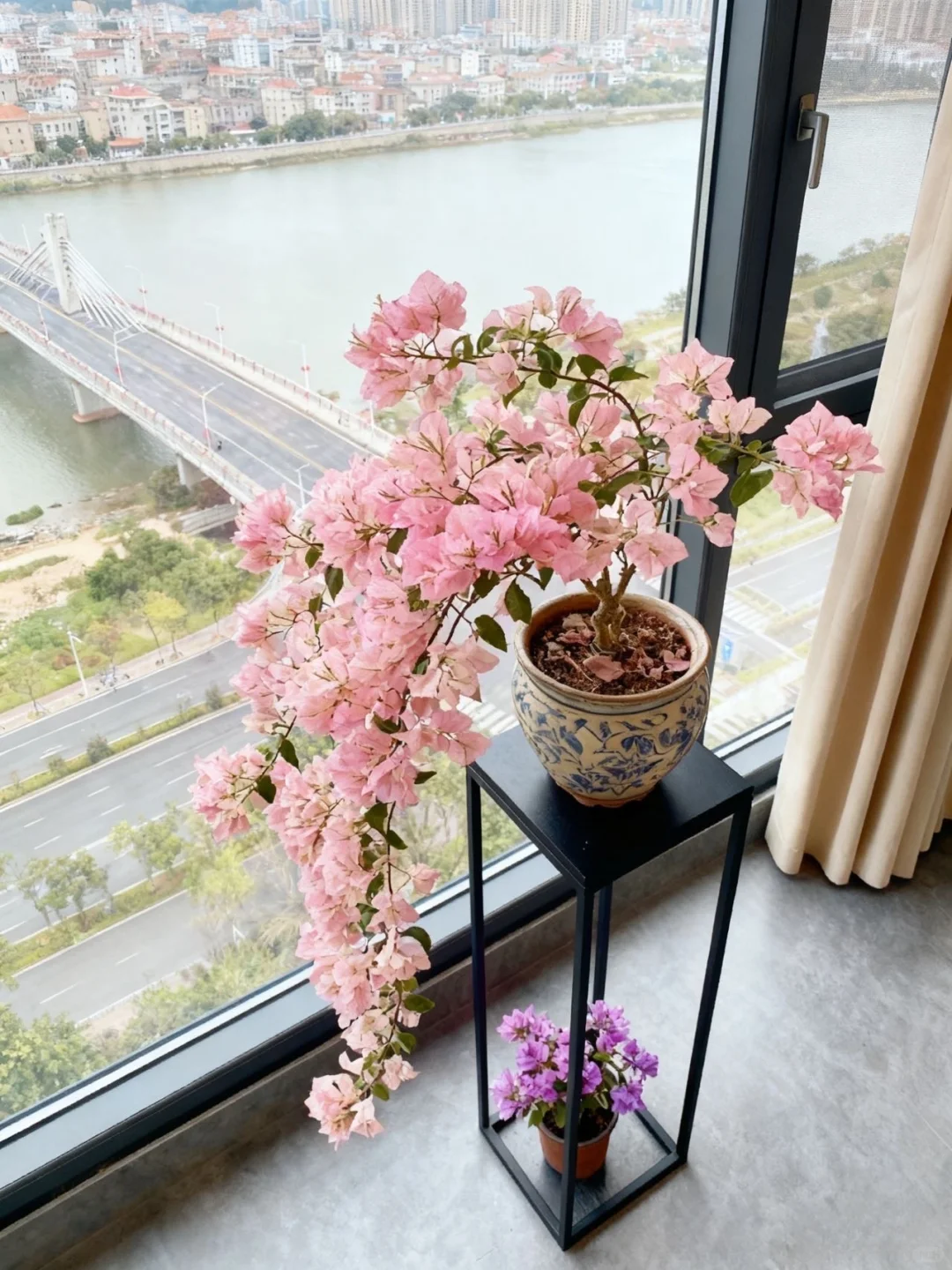 长飘三角梅丽娜，开爆了