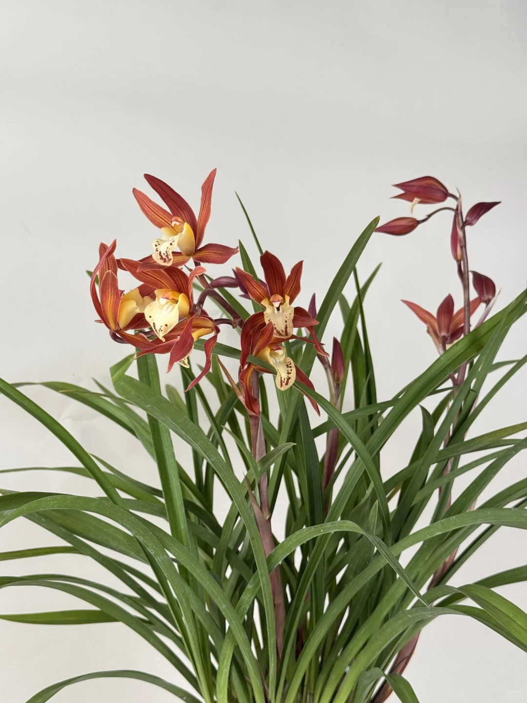 真的被这个兰花惊艳到了～～