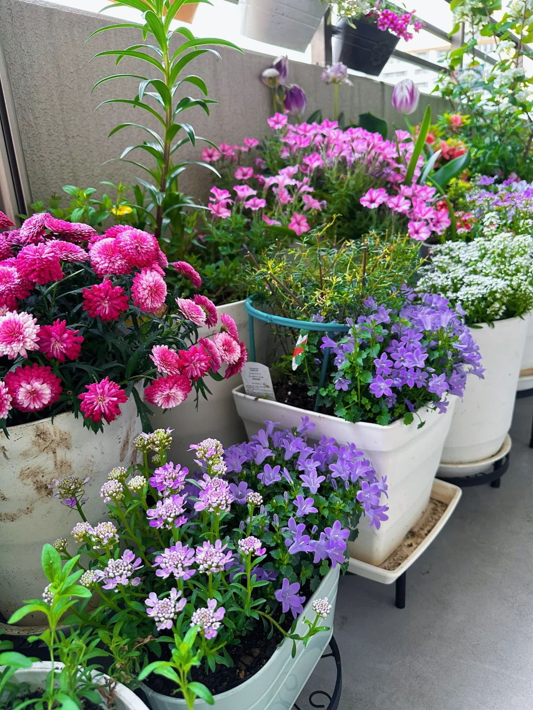 我种了一阳台的花，也不知道叫什么名字