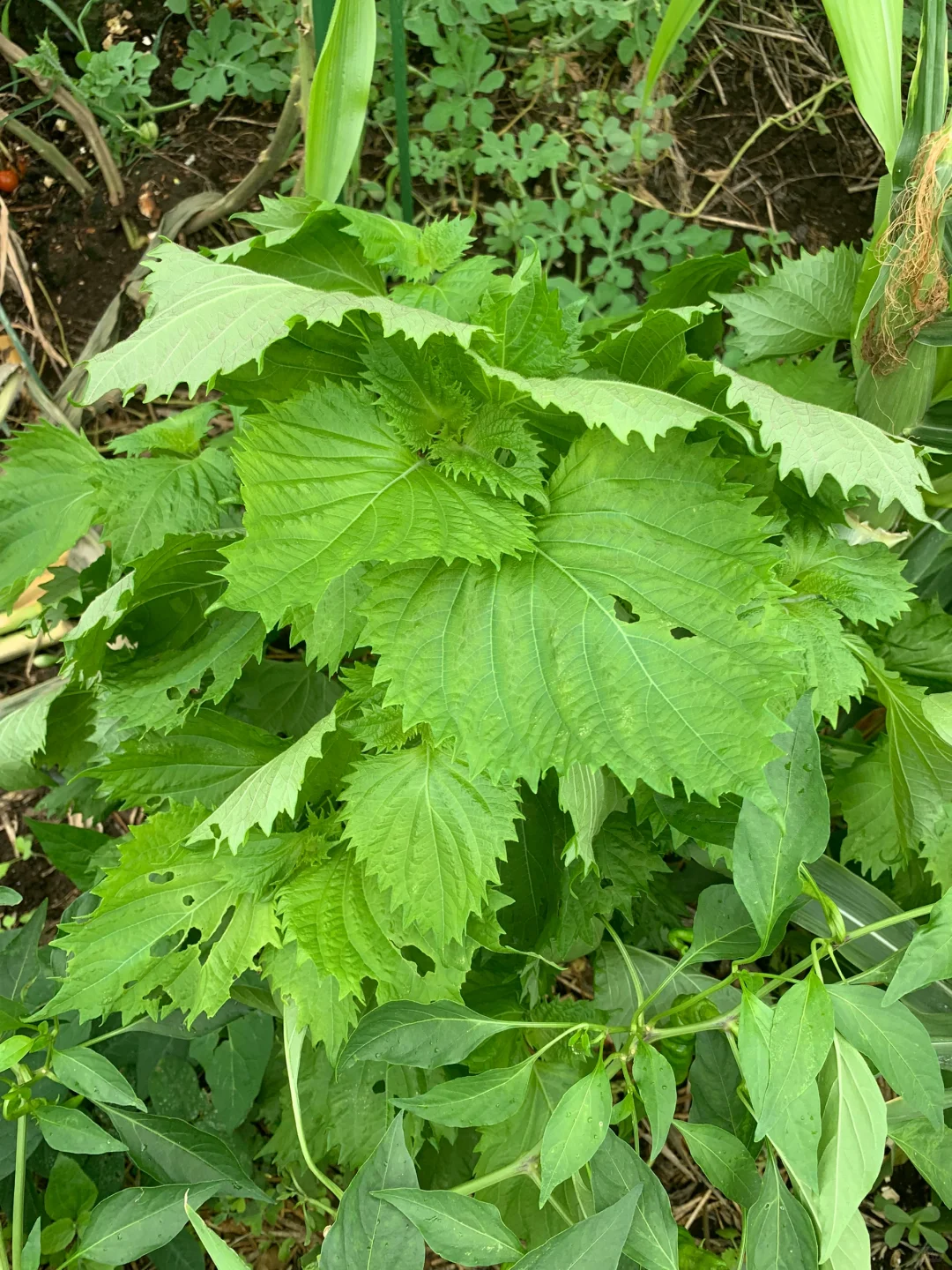 小小菜地，收获多多
