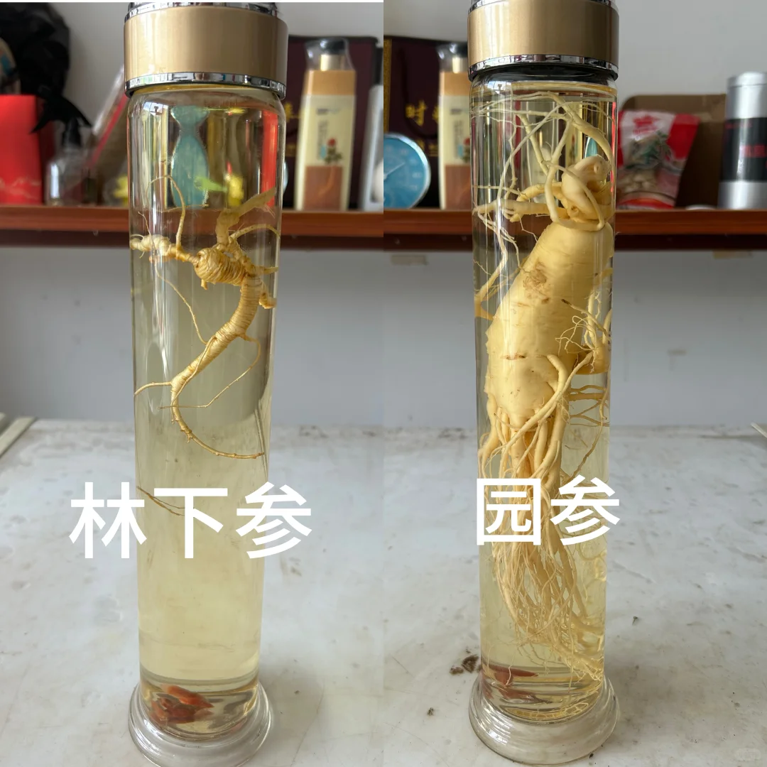 林下参与园参的区别