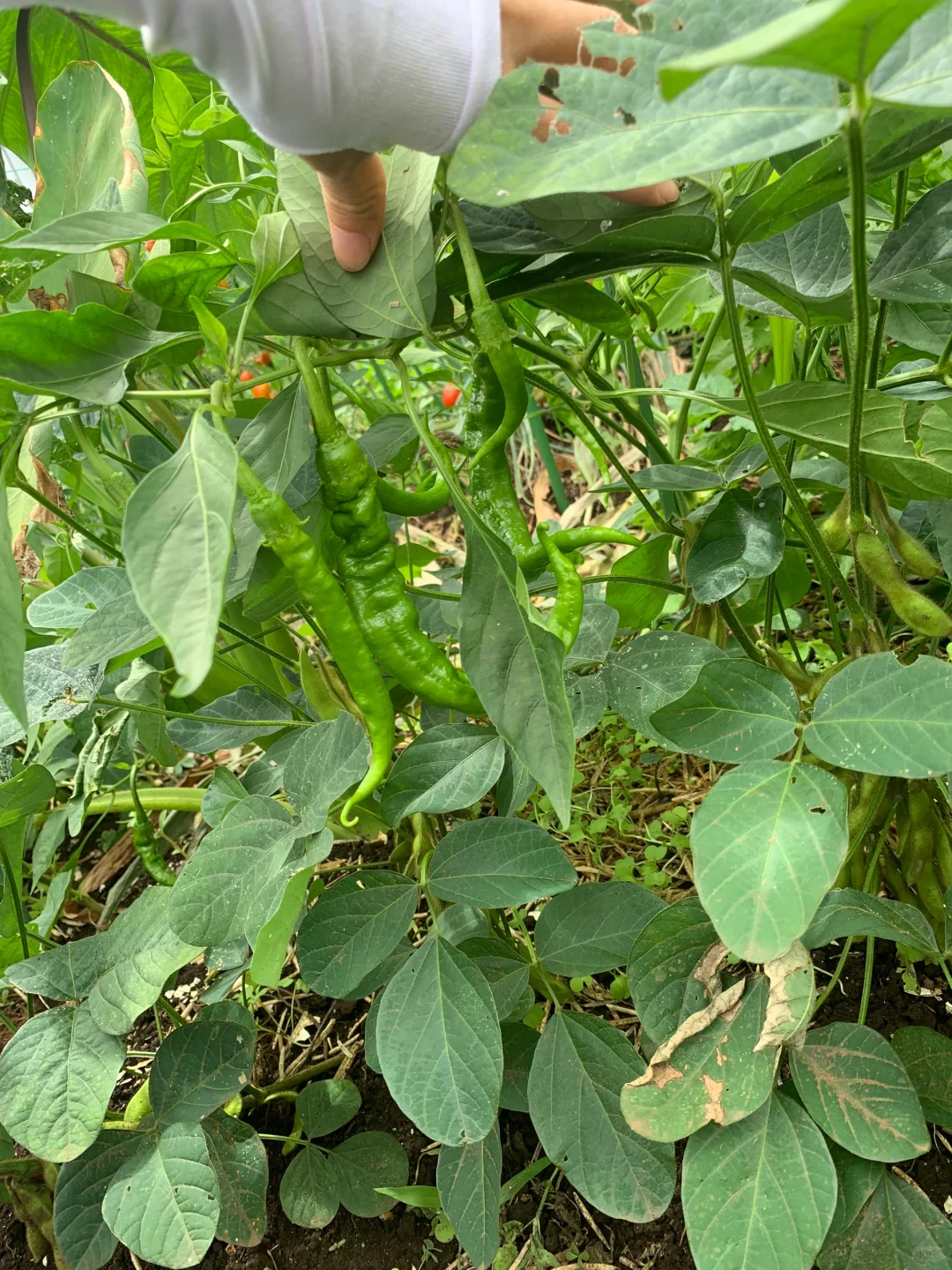 小小菜地，收获多多