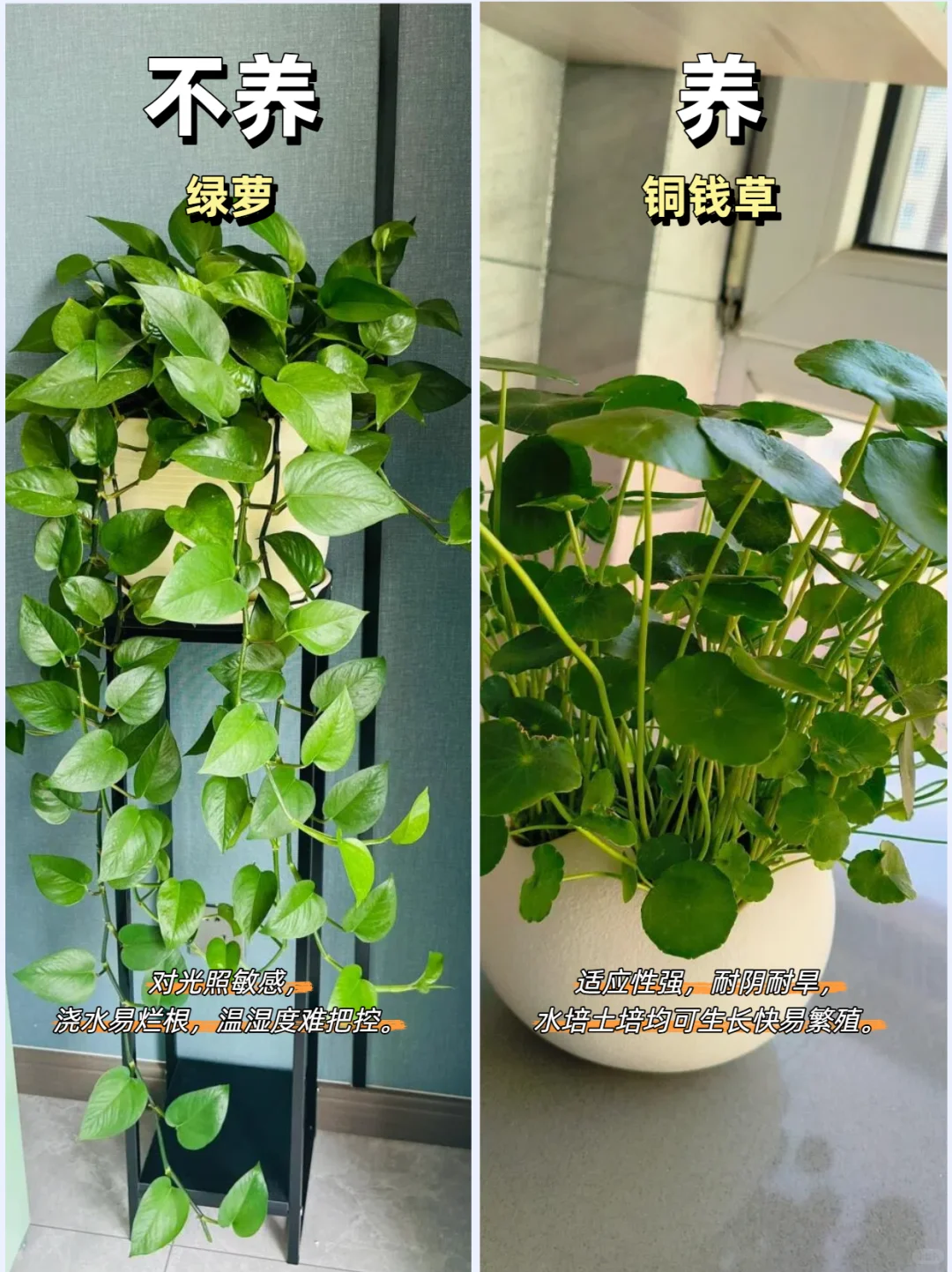 客厅绿植推荐