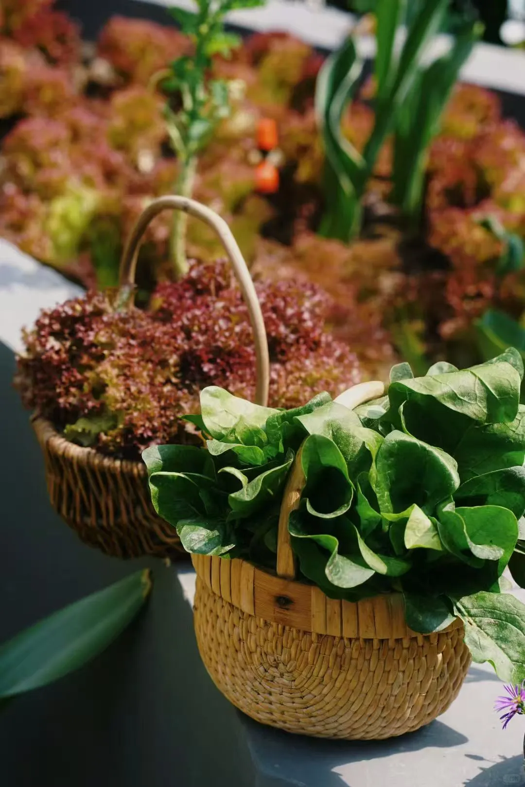 一年一度种植胡萝卜的季节到了，每年丰收季