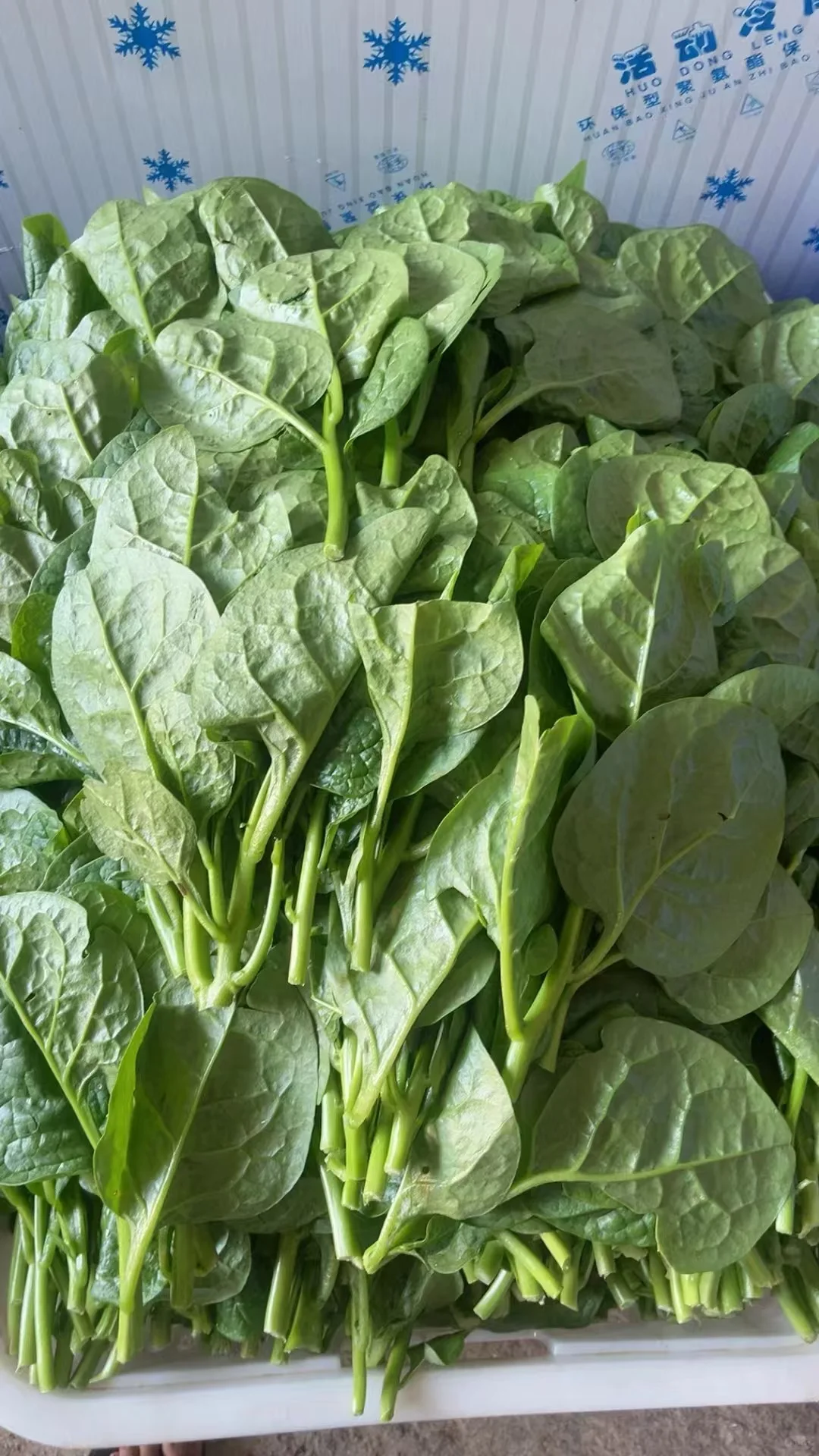 重生之90后辞职创业搞蔬菜批发?