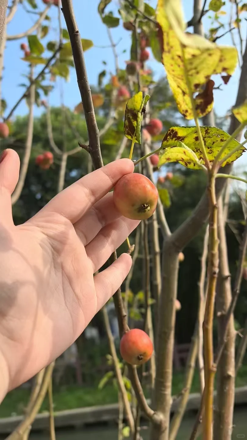 第一批拼夕夕“受害者”出现了