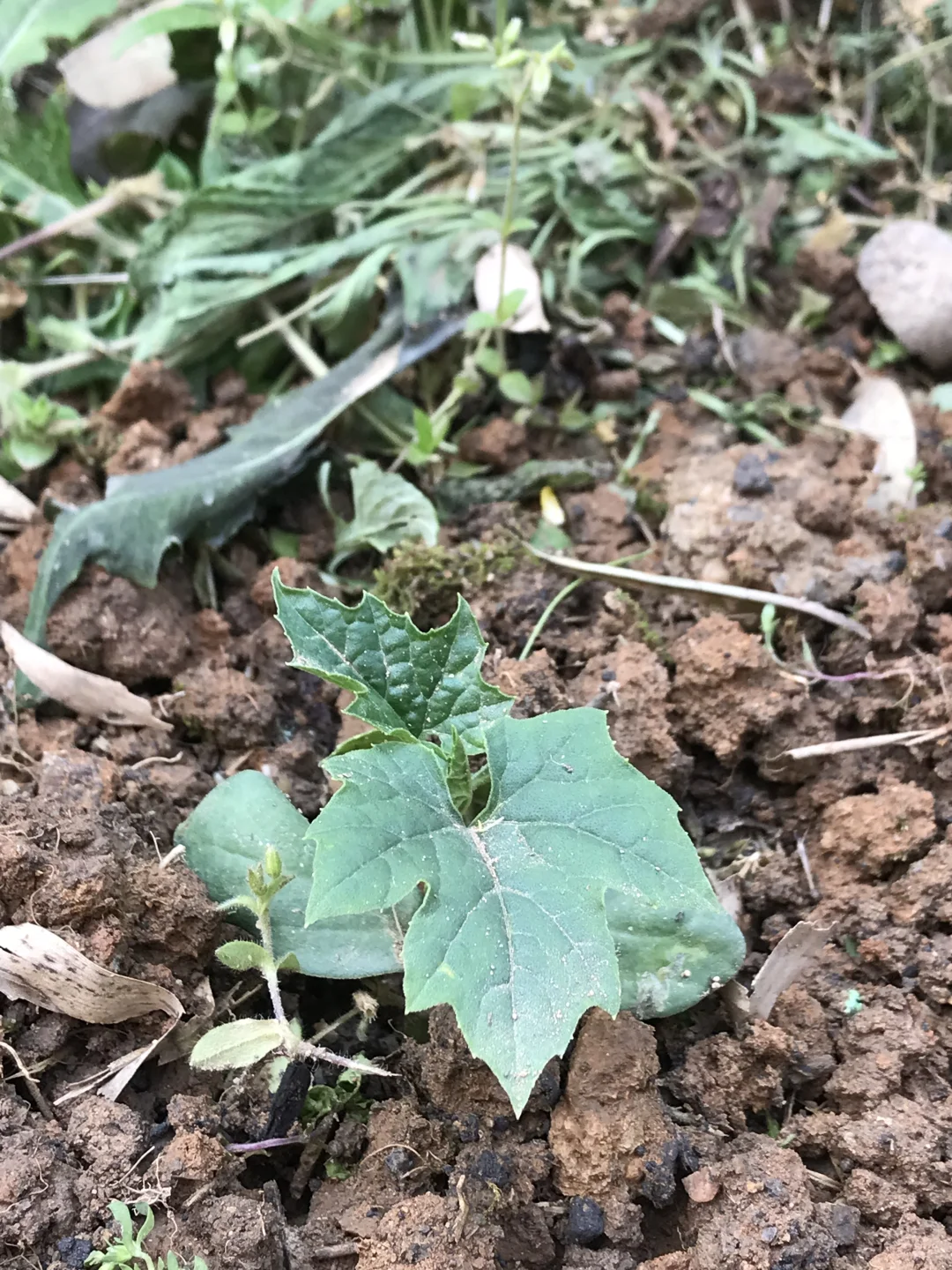 春季种菜的快乐