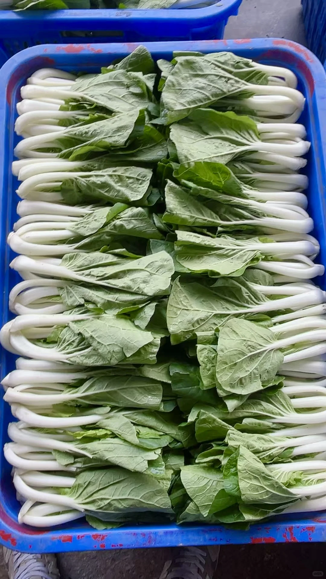 重生之90后辞职创业搞蔬菜批发?