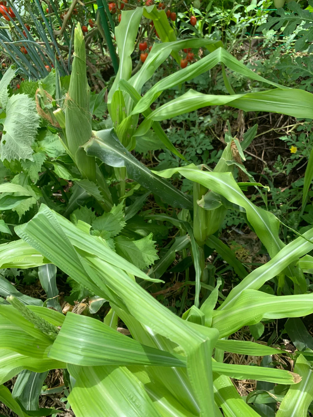小小菜地，收获多多