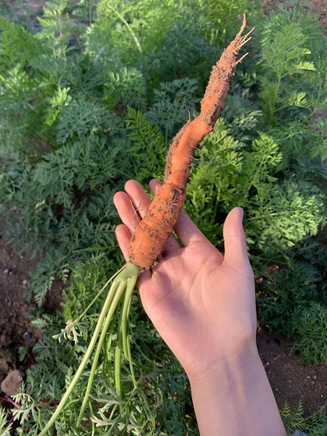 回村吃新鲜果蔬吧