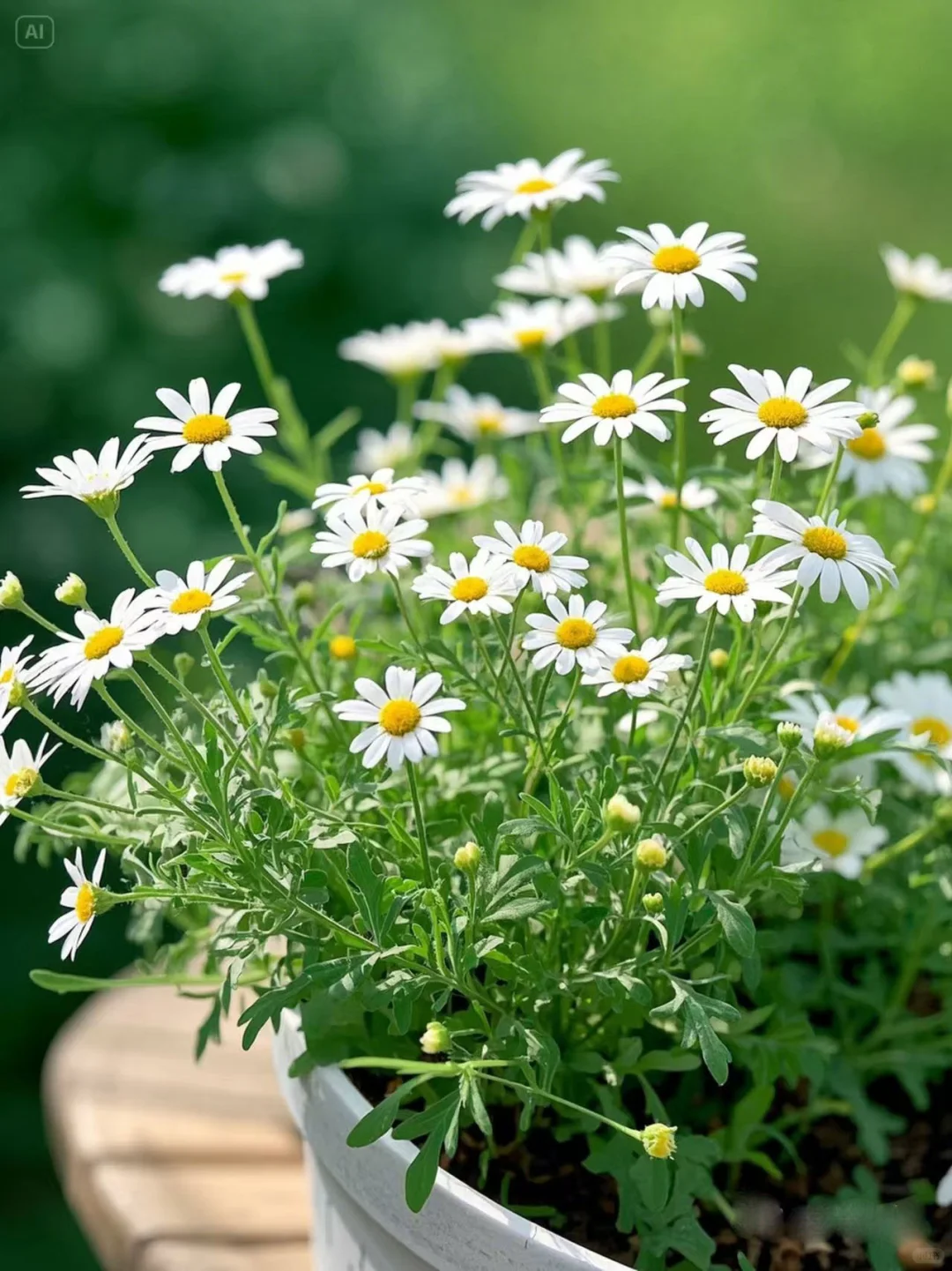 No.91#每日一植#小雏菊?