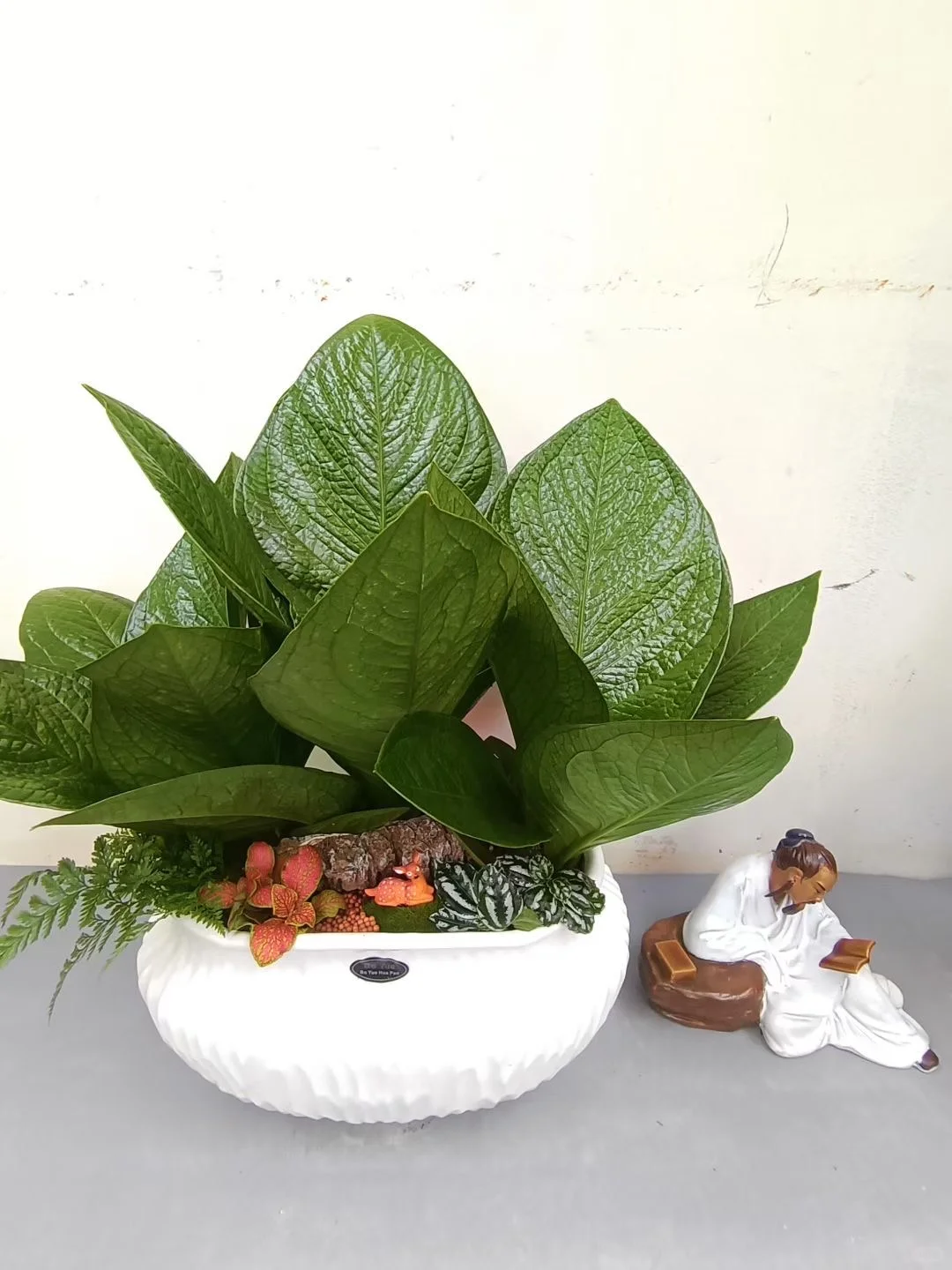 绿植盆栽，让家充满生机与活力！！！