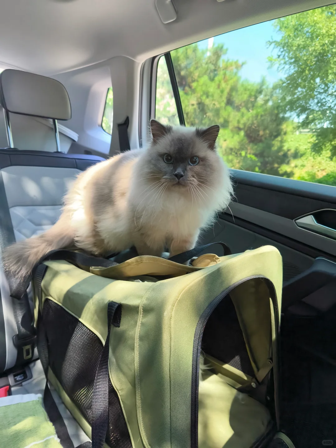 航空/铁路/公路运输 宠物?托运全攻略