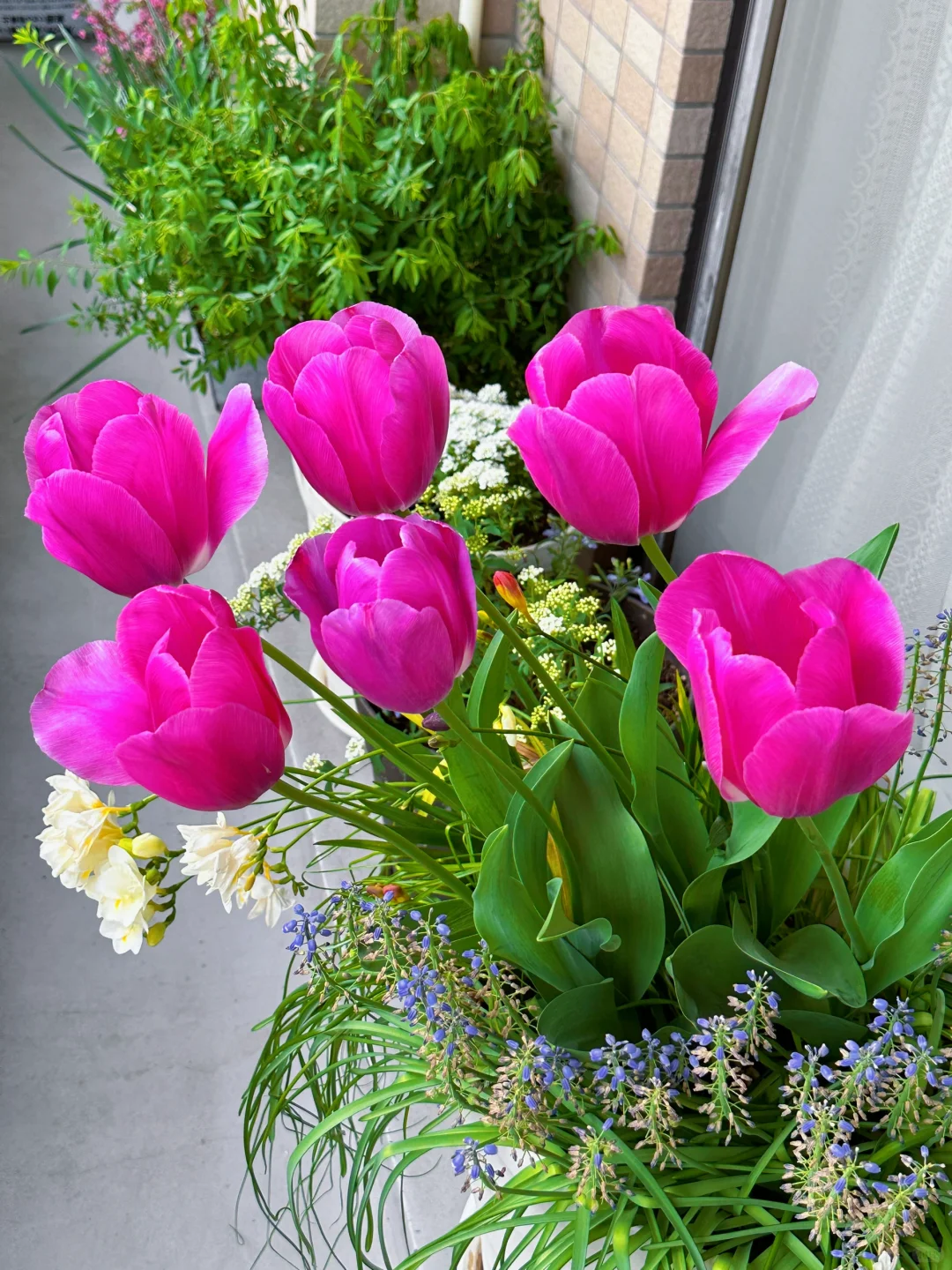 我种了一阳台的花，也不知道叫什么名字