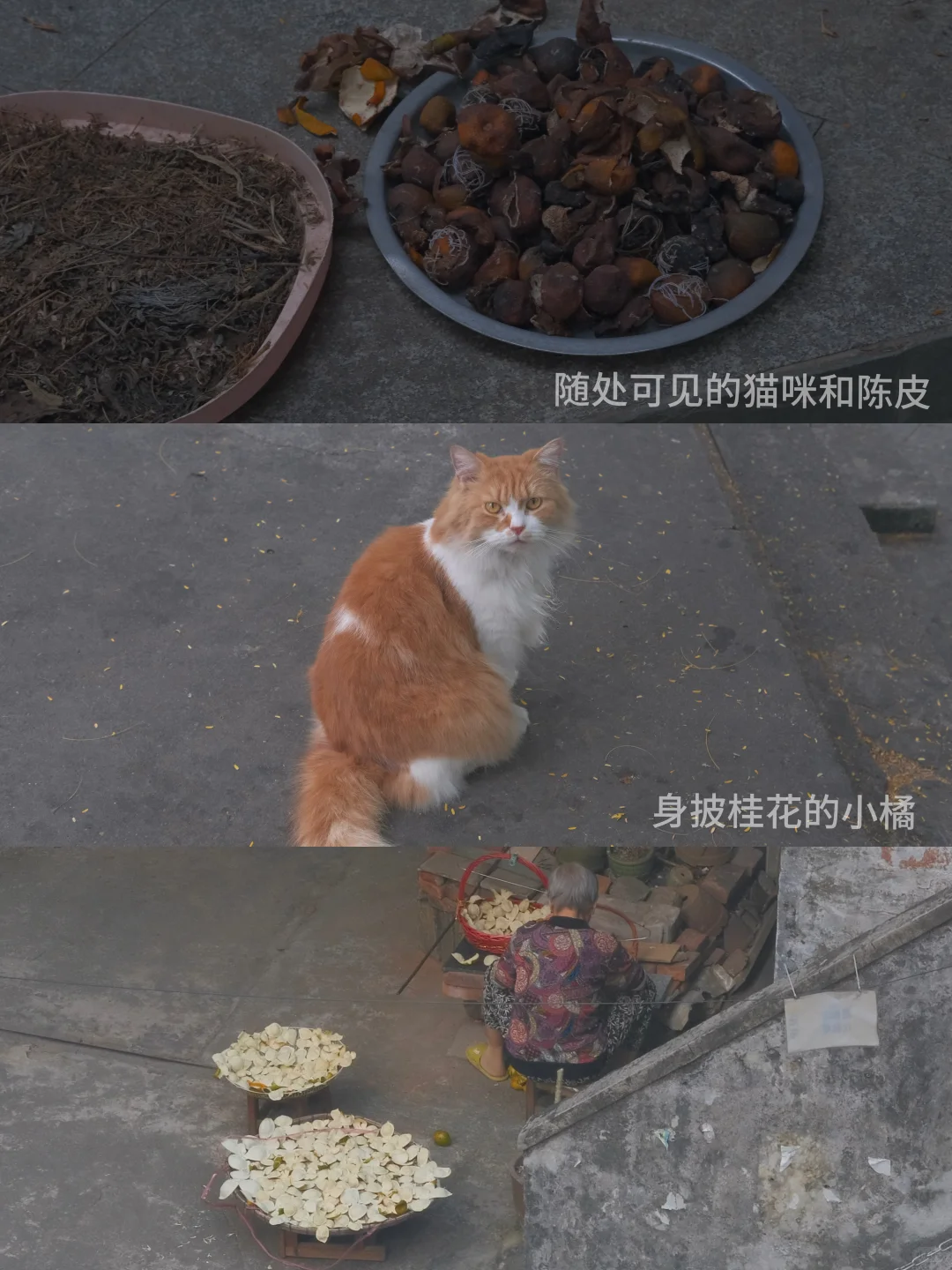 *pipo休息日都去哪里了