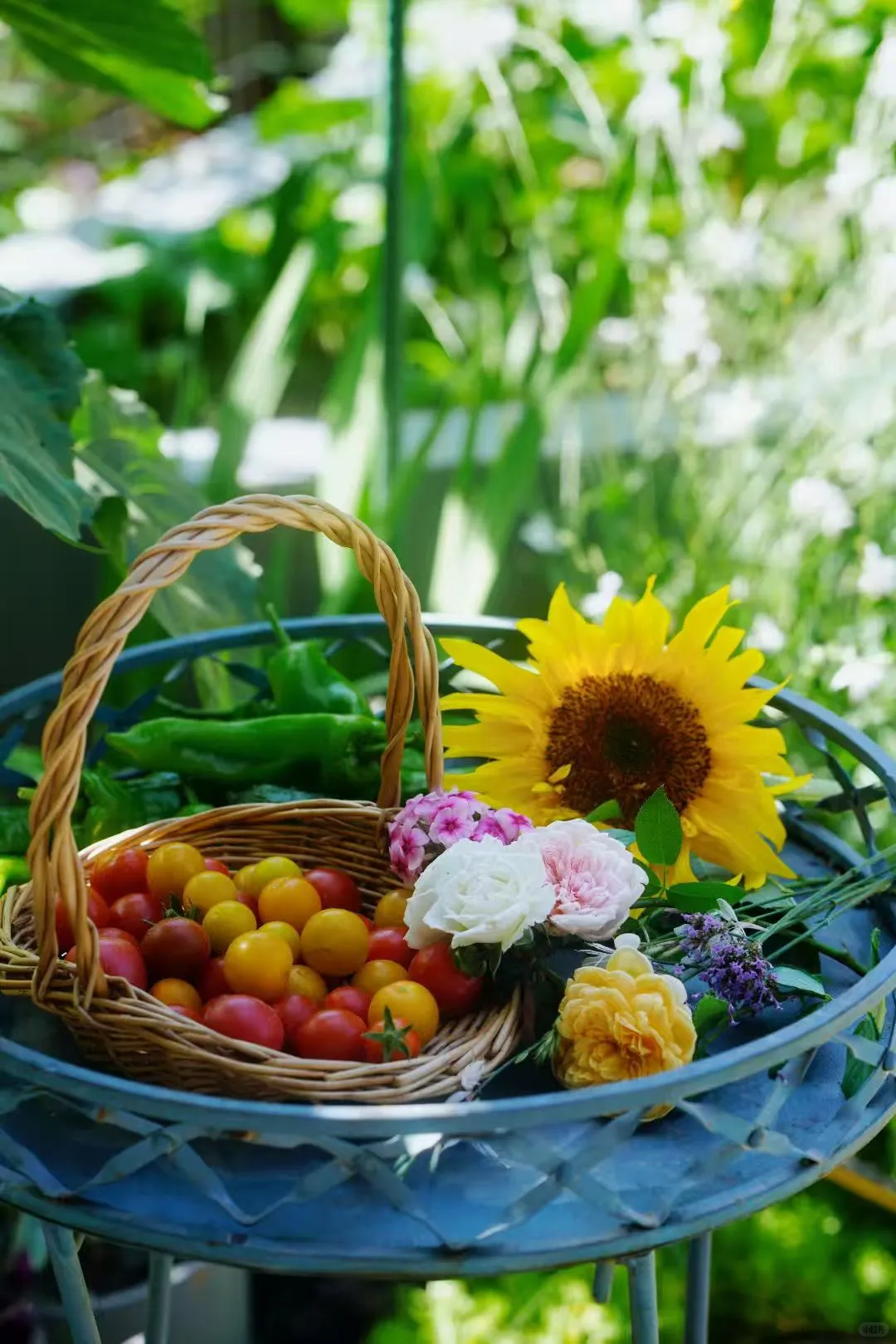 一年一度种植胡萝卜的季节到了，每年丰收季