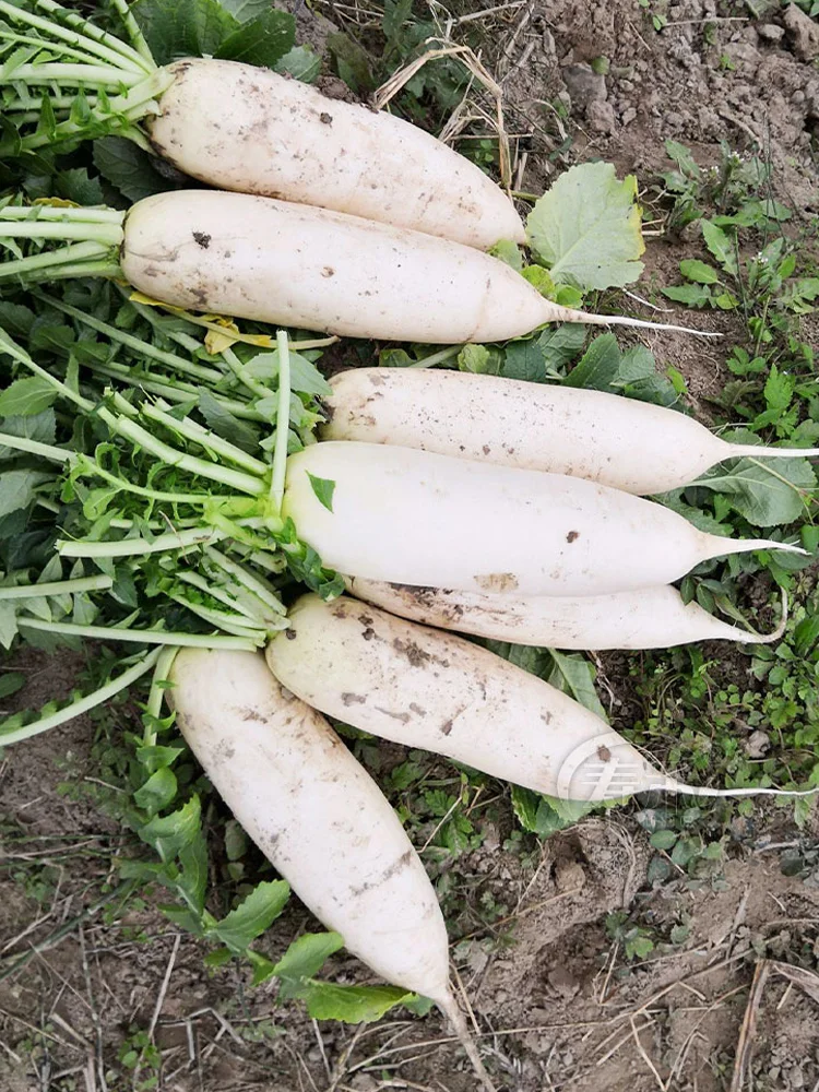 做好保温措施，12月份还能种这5种蔬菜