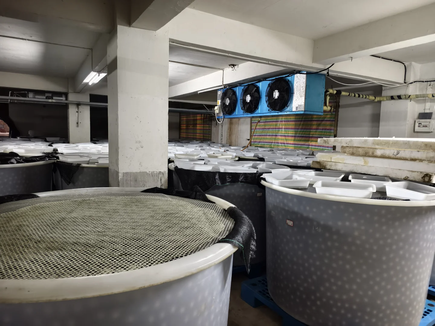 探访团林大型禽蛋工厂——碧珠牌禽蛋