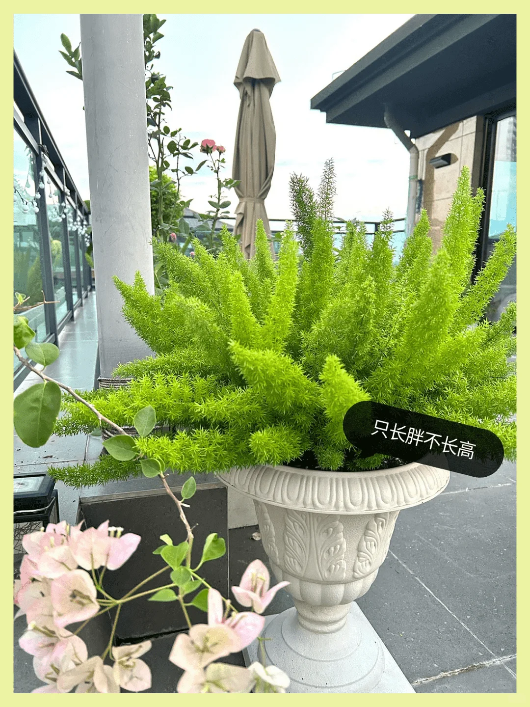 露台改造成绝美花园:高颜值植物
