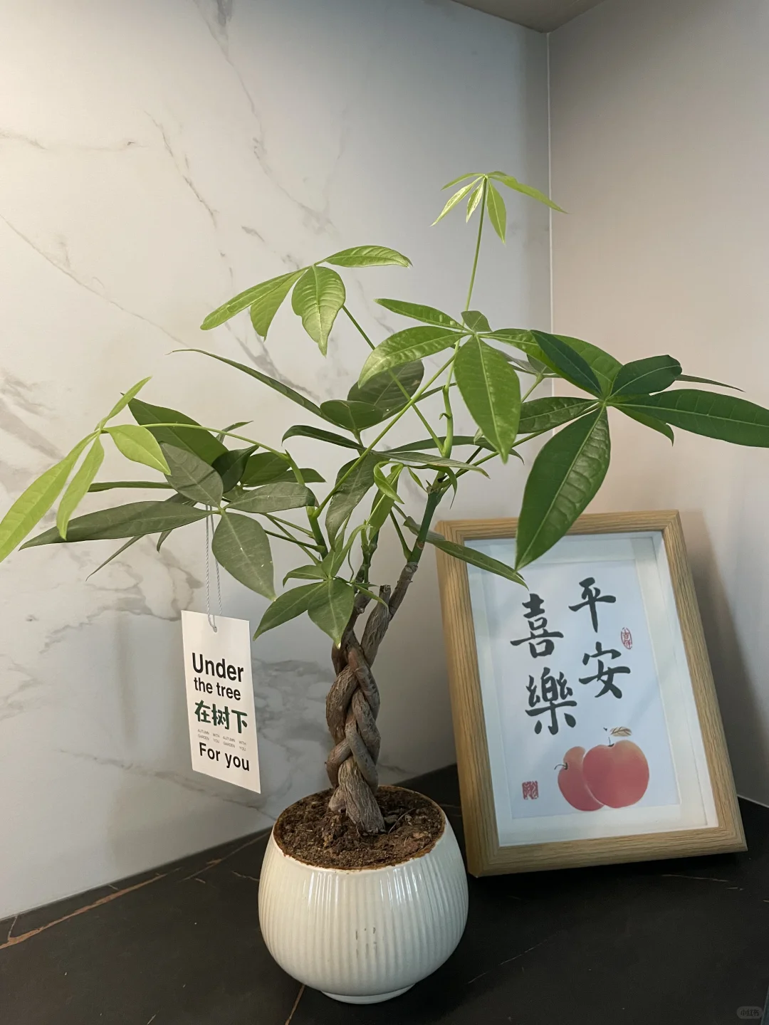 发财树的治愈力谁懂啊！